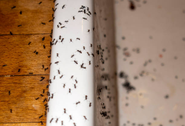 Best Wasp Removal Services  in Kenosha, WI
